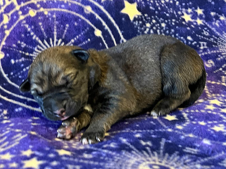 chinook puppy